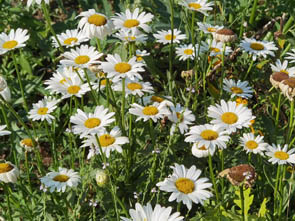 Leucanthemum x superbum